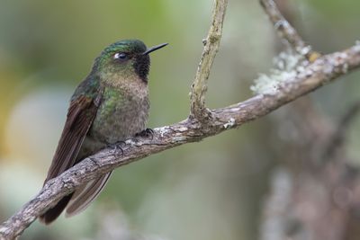Tyrian Metaltail - Smaragdglansstaartkolibrie - Métallure émeraude