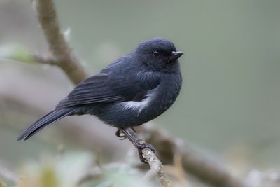 White-sided Flowerpiercer - Witflankberghoningkruiper - Percefleur à flancs blancs