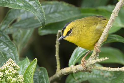 Black-crested Warbler - Zwartkuifzanger - Paruline à cimier noir