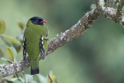 Barred Fruiteater - Gebandeerde Cotinga - Cotinga barré (m)