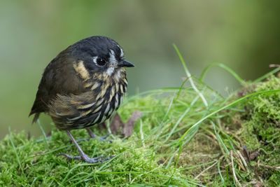 Crescent-faced Antpitta - Chapmans Dwergmierpitta - Grallaire demi-lune