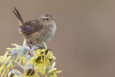 Grass Wren - Graswinterkoning - Troglodyte de Latham