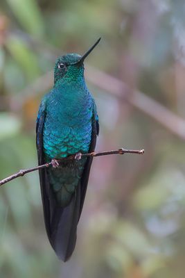 Great Sapphirewing - Saffiervleugelkolibrie - Colibri  ailes saphir (m)