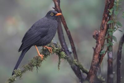Great Thrush - Reuzenlijster - Merle géant (m)