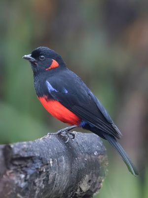 Scarlet-bellied Mountain Tanager - Roodoorbergtangare - Tangara à ventre rouge