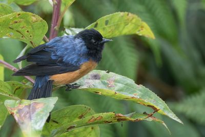 Blue-backed Conebill - Blauwrugspitssnavel - Conirostre à cape bleue