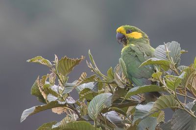 Yellow-eared Parrot - Geeloorparkiet - Conure  joues d'or