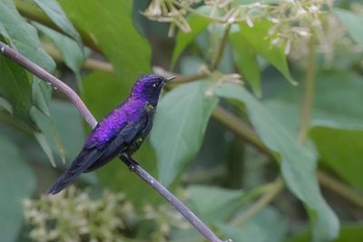 Purple-backed Thornbill - Purperrugdoornsnavel - Colibri  petit bec (m)