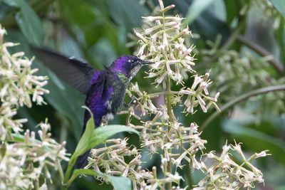 Purple-backed Thornbill - Purperrugdoornsnavel - Colibri à petit bec (m)