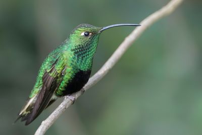 Mountain Velvetbreast - Draadvleugelkolibrie - Colibri de Lafresnaye (m)