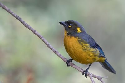 Lacrimose Mountain Tanager - Druppelbergtangare - Tangara larmoyant