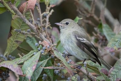 Mountain Elaenia - Bergelenia - Élénie montagnarde