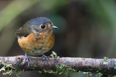 Slaty-crowned Antpitta - Grijskapdwergmierpitta - Grallaire naine