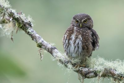 Andean Pygmy Owl - Andesdwerguil - Chevêchette des Andes