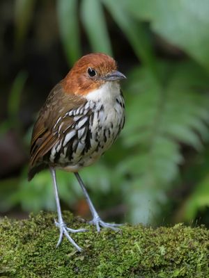Chestnut-crowned Antpitta - Roestkapmierpitta - Grallaire à tête rousse