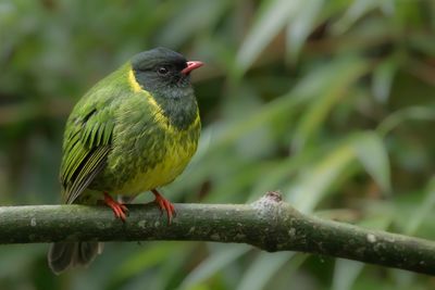 Green-and-black Fruiteater - Groen-zwarte Cotinga - Cotinga vert et noir (m)