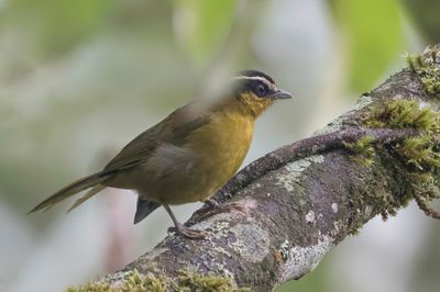 Black-capped Hemispingus - Zwartkruinthraupis - Tangara à calotte noire