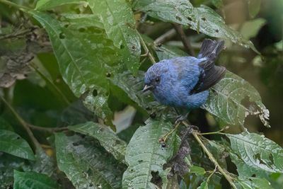 Blue-and-black Tanager - Blauw-zwarte Tangare - Calliste bleu et noir