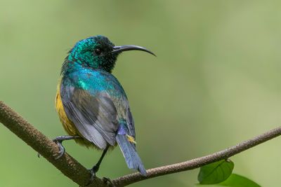 Loveridge's Sunbird - Loveridges Honingzuiger - Souimanga de Loveridge