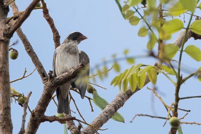 Black-eared Seedeater - Zwartwangkanarie - Serin oreillard
