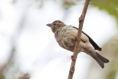 Yellow-throated Bush Sparrow - Kaapse Rotsmus