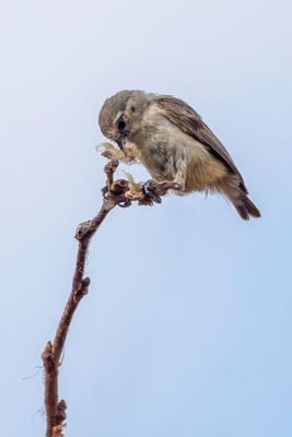 Grey Penduline Tit - Acaciakapokmees - Rmiz de Carol
