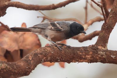 Cinnamon-breasted Tit - Bleekbuikmees - Msange  il jauntre