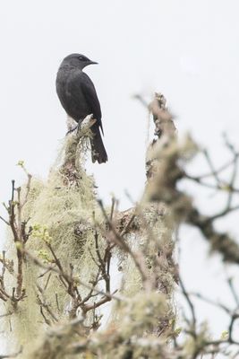 Kenrick's Starling - Kenricks Spreeuw - Rufipenne de Kenrick