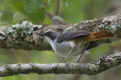 Olive-flanked Ground Robin - Bruinflankjanfrederik - Cossyphe  flancs olive