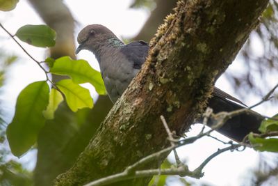 Eastern Bronze-naped Pigeon - Delegorgues Duif - Pigeon de Delegorgue