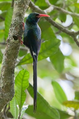 Green Wood Hoopoe - Groene Kakelaar - Irrisor moqueur