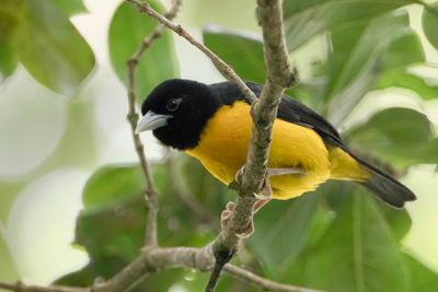 Dark-backed Weaver - Woudwever - Tisserin bicolore