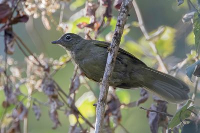 Shelley's Greenbul - Shelleys Buulbuul - Bulbul des Masuku