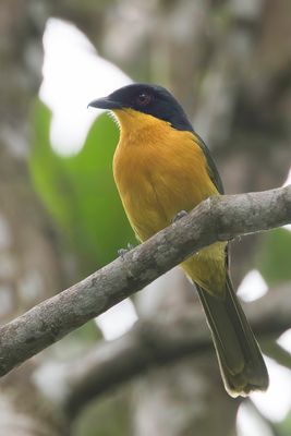Black-fronted Bushshrike - Reichenows Bosklauwier - Gladiateur  front noir