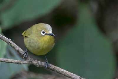 Southern Yellow White-eye - Zuidelijke Afrikaanse Brilvogel - Zostrops jaune du Sud