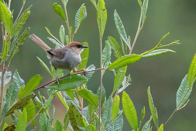 Black-lored Cisticola - Zwartteugelgraszanger - Cisticole masque
