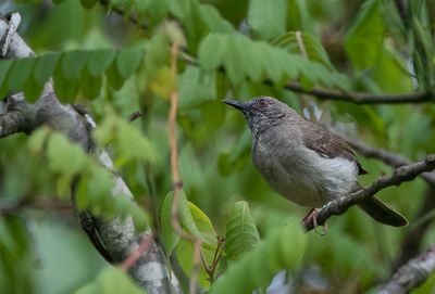 Miombo Wren-Warbler - Miombosavannezanger - Camaroptre du miombo