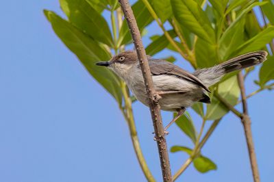 Brown-headed Apalis - Bruinkopapalis - Apalis  tte brune