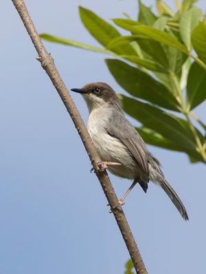 Brown-headed Apalis - Bruinkopapalis - Apalis  tte brune