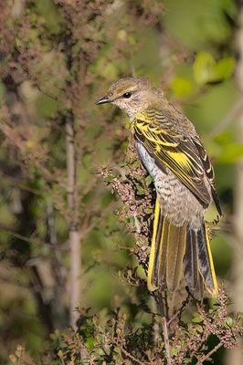 Black Cuckooshrike - Kaapse Rupsvogel - chenilleur  paulettes jaunes (f)