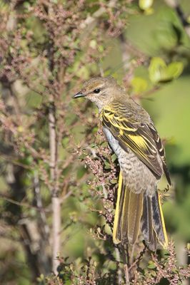 Black Cuckooshrike - Kaapse Rupsvogel - chenilleur  paulettes jaunes (f)