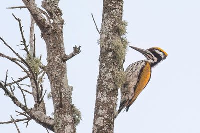 White-naped Woodpecker - Witnekspecht - Pic de Goa