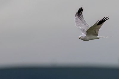 Pallid Harrier - Steppekiekendief - Busard ple (m)