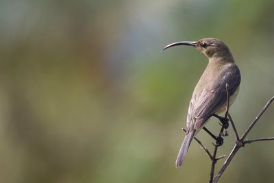 Malachite Sunbird - Emeraldhoningzuiger - Souimanga malachite (f)