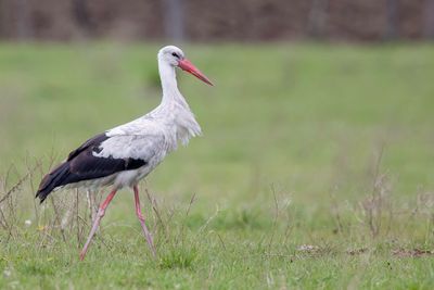 White Stork - Ooievaar - White Stork