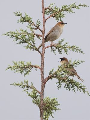 Black-lored Cisticola - Zwartteugelgraszanger - Cisticole masque