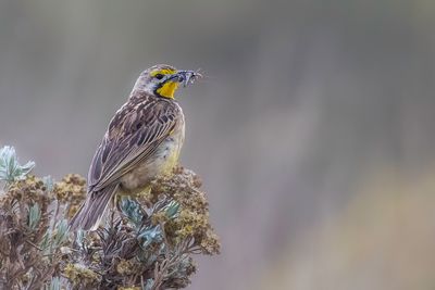 Flleborn's Longclaw - Flleborns Langklauw - Sentinelle de Flleborn