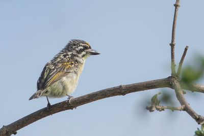 Yellow-fronted Tinkerbird - Geelvoorhoofdketellapper - Barbion  front jaune