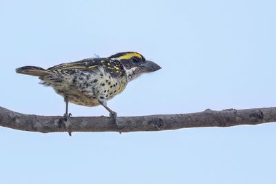 Miombo Pied Barbet - Miombabaardvogel - Barbican du miombo
