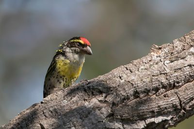 Miombo Pied Barbet - Miombabaardvogel - Barbican du miombo